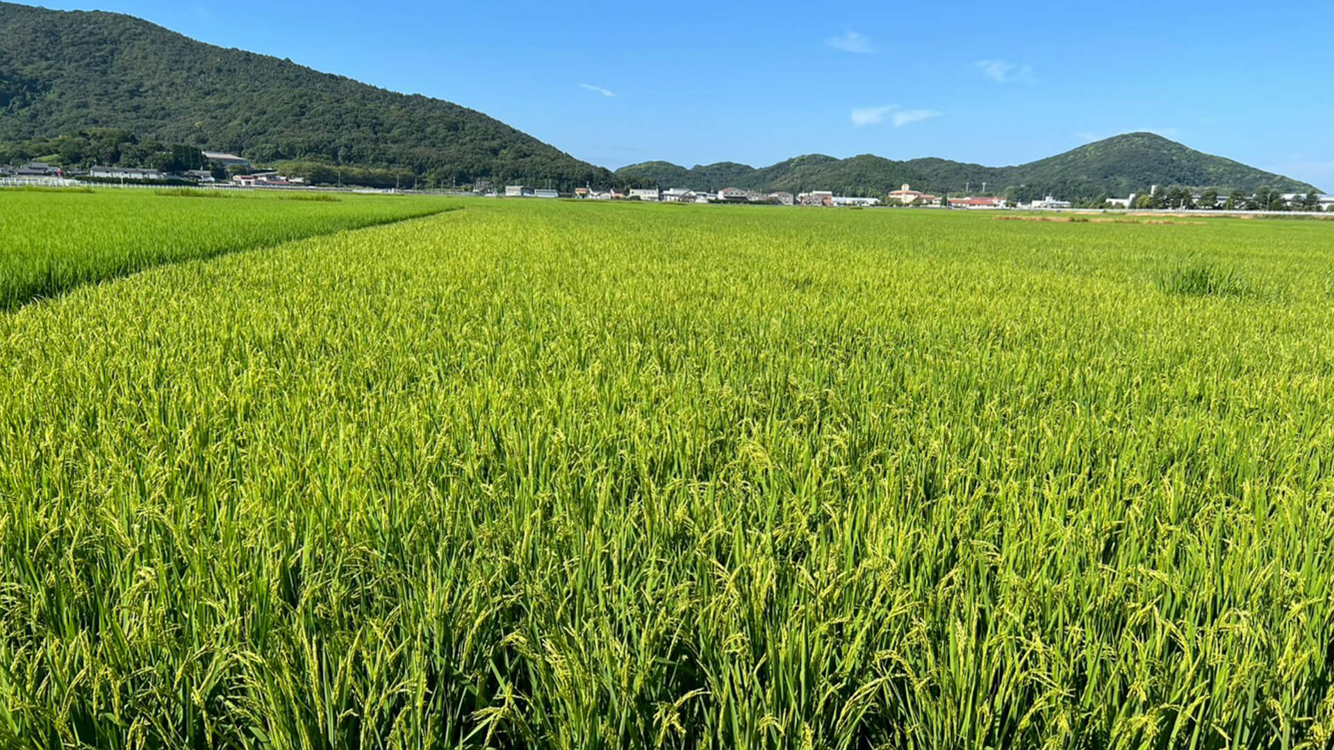 晴天の下に広がる、青々と育った広大な水田の風景。